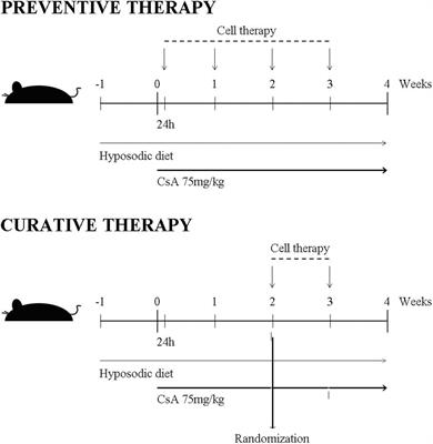 Nephroprotective Potential of Mesenchymal Stromal Cells and Their Extracellular Vesicles in a Murine Model of Chronic Cyclosporine Nephrotoxicity